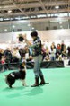 /album/dogdancing/dsc3377-jpg1/