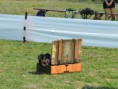 /album/dogdancing/a226621-214136108608505-137097679645682-734296-3356168-n-jpg/